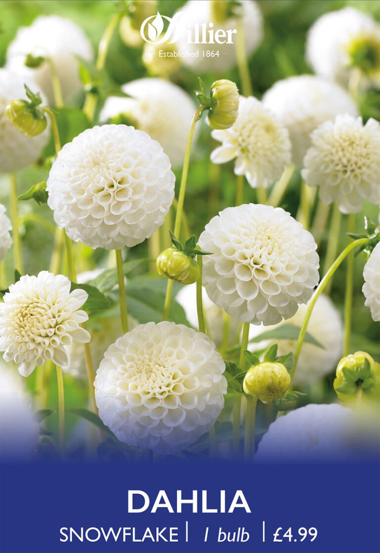 8718641997185 1 Dahlia Snowflake.jpg